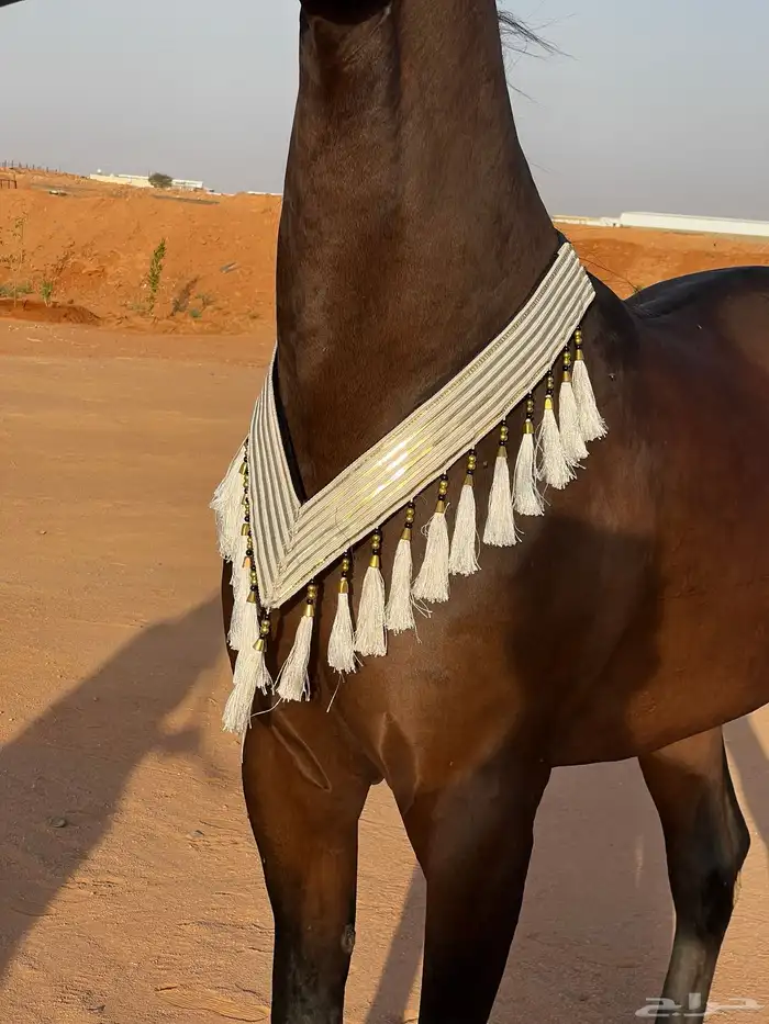 مستلزمات خيل 15