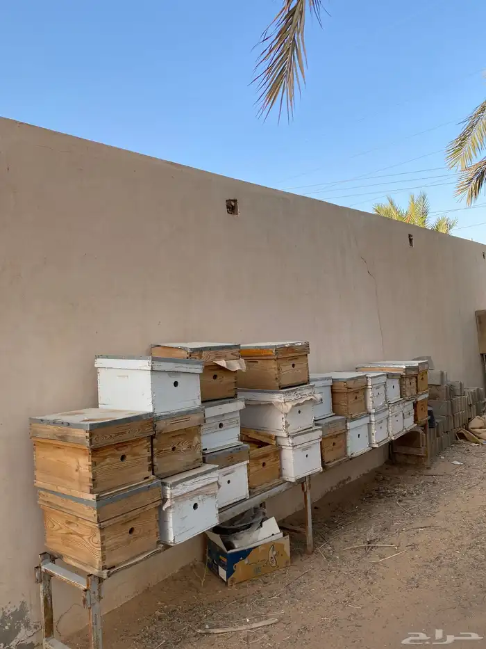 صناديق نحل مع البراويز 3