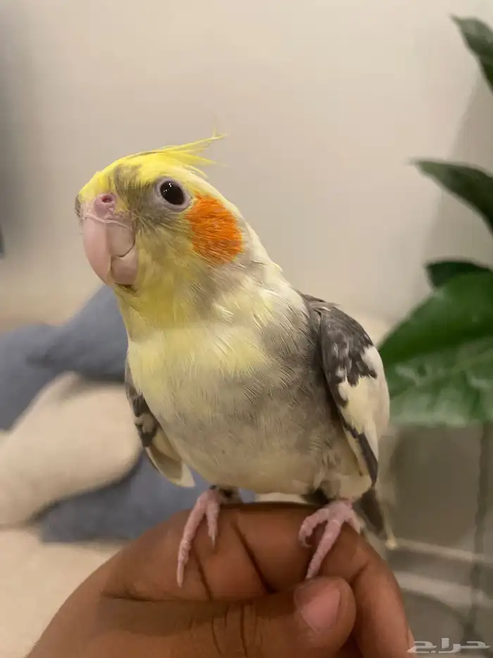 كوكتيل كروان متكلم تم البيع 2