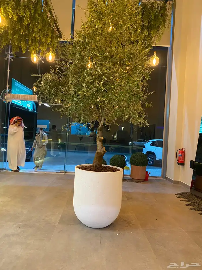 اشجار زيتون طول 3 متر الي مترين 6