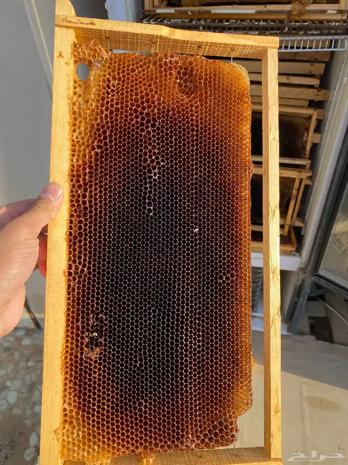 صناديق نحل مع البراويز 1