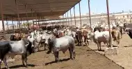 لحوم طازجه عجول جمله مفرد 0