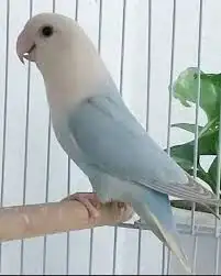 عصافير الزينه قطط الزينه للبيع 5