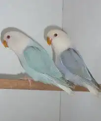 عصافير الزينه قطط الزينه للبيع 0