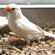 عصافير الزينه قطط الزينه للبيع 2