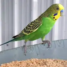 عصافير الزينه قطط الزينه للبيع 3