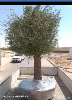 اشجار الزيتون بجميع الاحجام 4