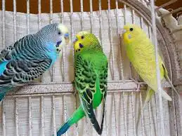 عصافير الزينه قطط الزينه للبيع 7