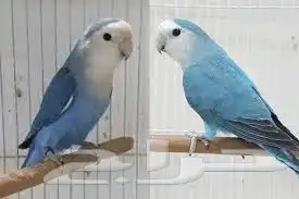 عصافير الزينه قطط الزينه للبيع 6