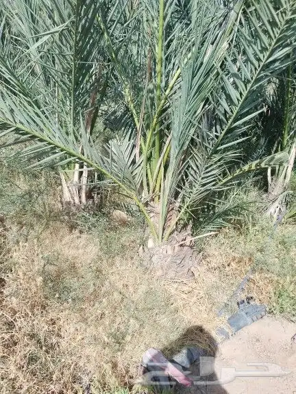 نخل عجوه 0