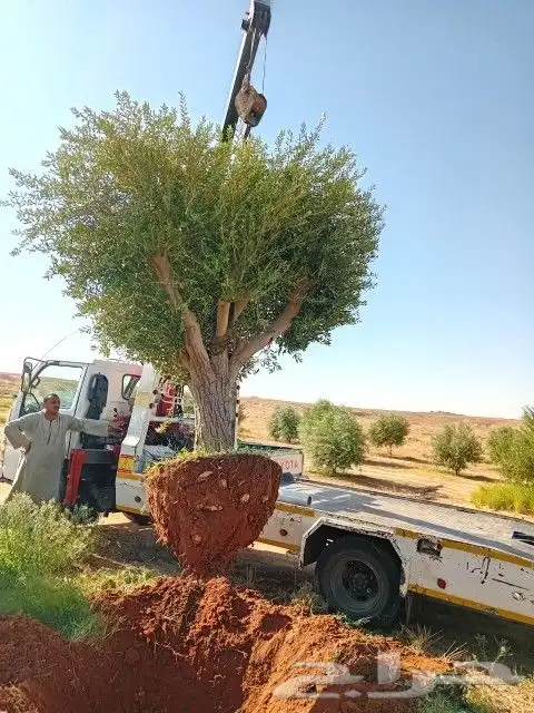 اشجار الزيتون بجميع الاحجام 7