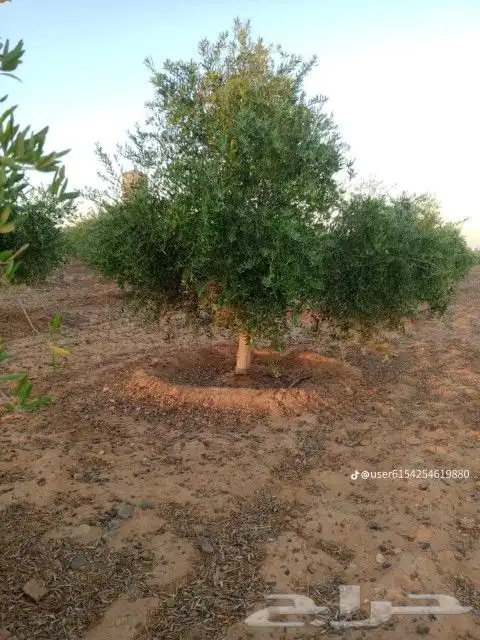 نحنو نقوم بتوريد وتركيب جميع انواع الشبوك مزارع كسرات ملاعب 2