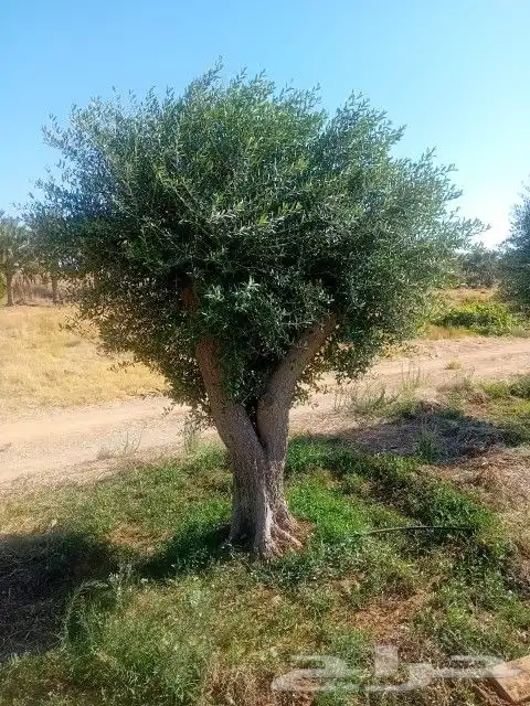 نخل زيتون تنسيق 0