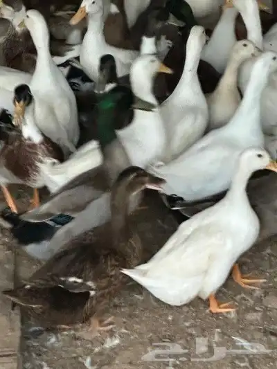 بط مشكل بياض للبيع 2