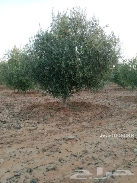نحنو نقوم بتوريد وتركيب جميع انواع الشبوك مزارع كسرات ملاعب 3