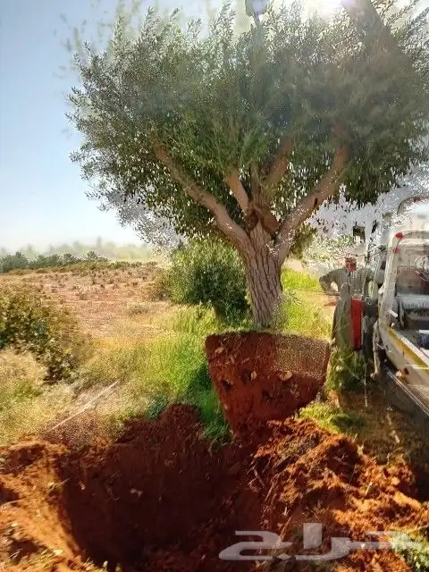 اشجار الزيتون بجميع الاحجام 8