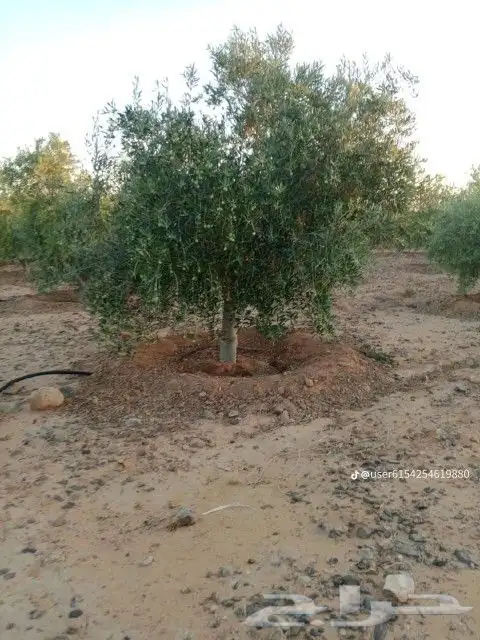 نحنو نقوم بتوريد وتركيب جميع انواع الشبوك مزارع كسرات ملاعب 0