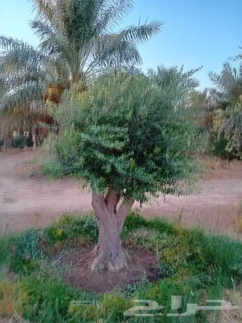 نخل زيتون تنسيق 6