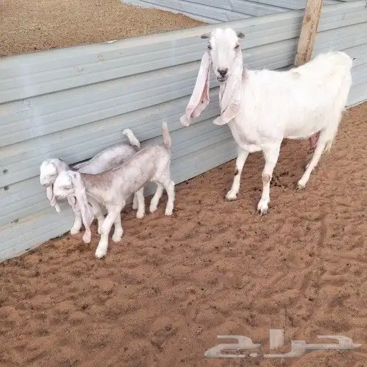 تم البيع عنز مشروكه رغوث متبع بتوم تيس وجفره 3