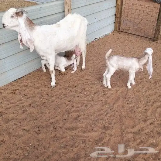 تم البيع عنز مشروكه رغوث متبع بتوم تيس وجفره 2