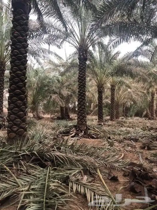 نخل زيتون تنسيق 8