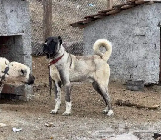 جرو ذكر كنجال تركي للتسليم الفوري مستورد 1