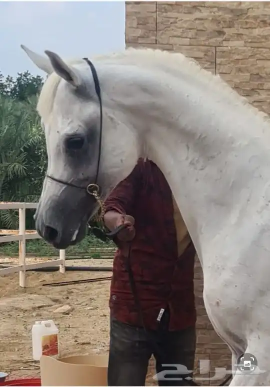 حصان مصري فحل يحمل دماء أساطير الخيل المصريه 1