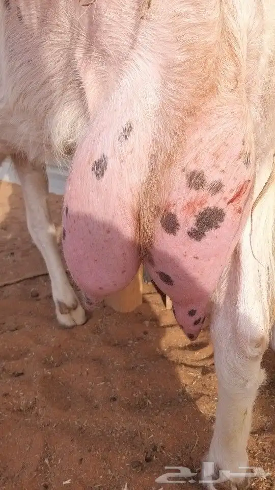 تم البيع عنز مشروكه رغوث متبع بتوم تيس وجفره 4