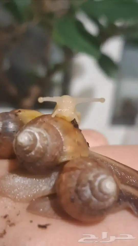 حلزونات افريقية للبيع 0