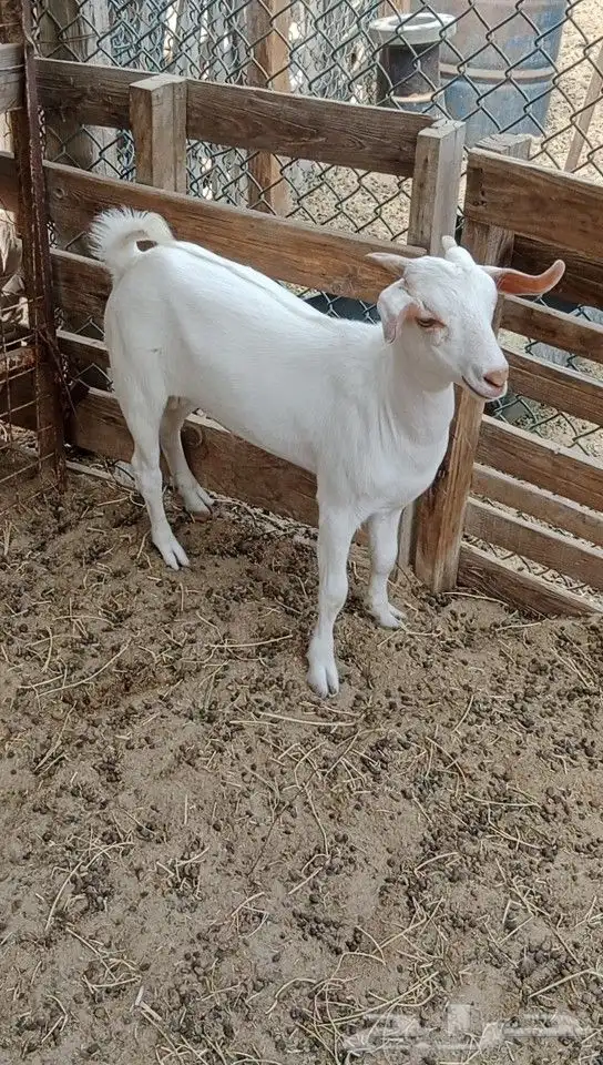 تيس بيشي 4