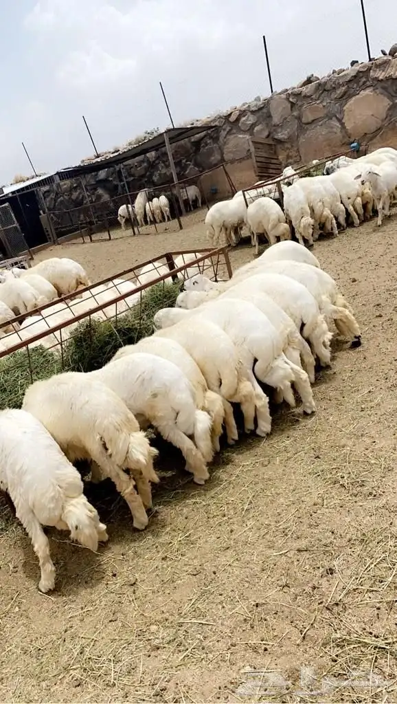 ذبايح مع خدمة الذبح والتوصيل 1
