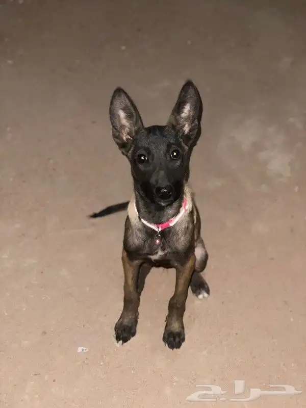 ذكر مالينو شهرين ونص شربوني 2