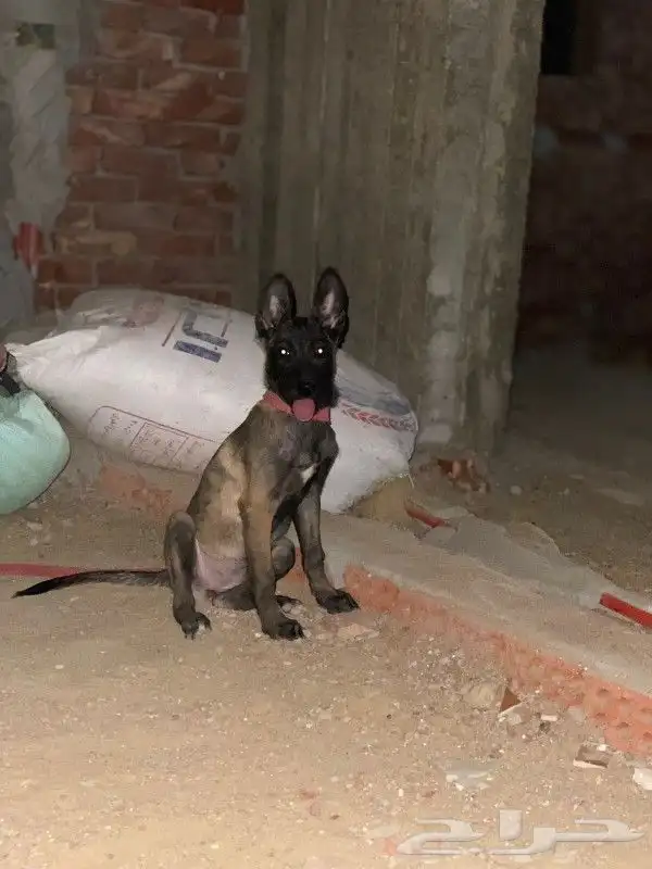 ذكر مالينو شهرين ونص شربوني 11