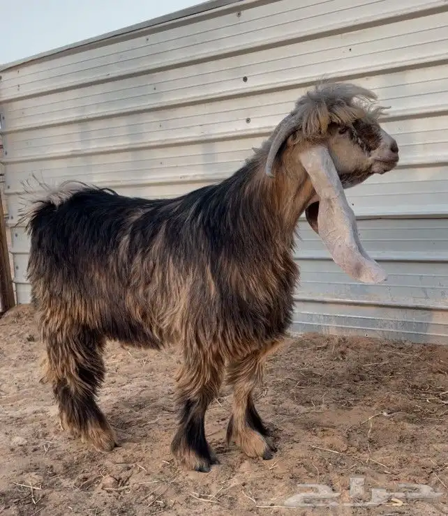 تيس اصفر مجعد عارضي 0