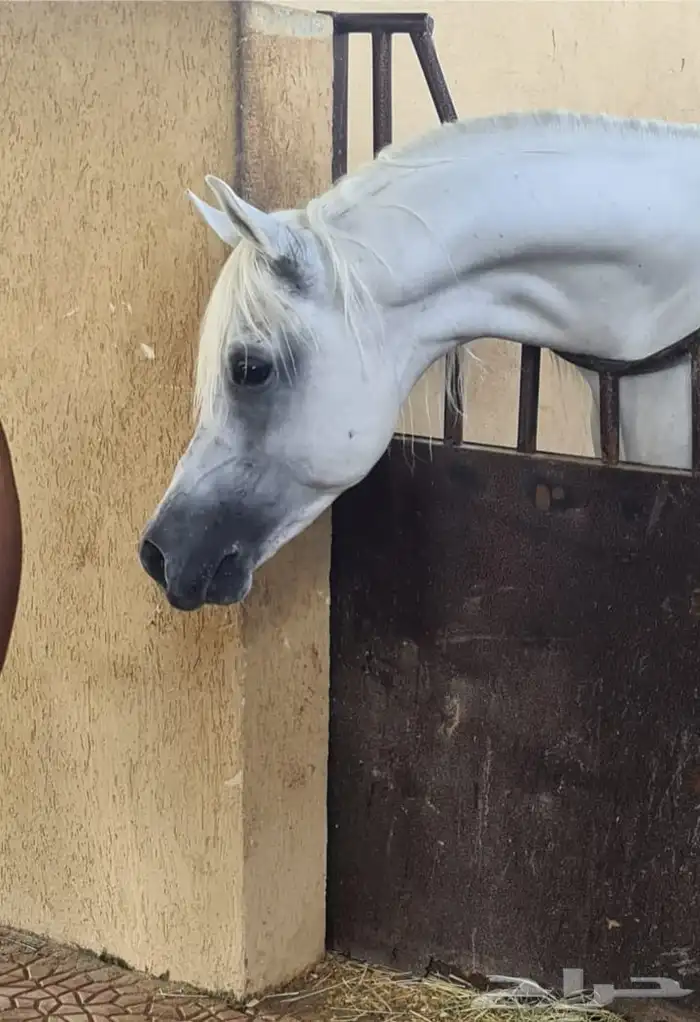 حصان مصري فحل يحمل دماء أساطير الخيل المصريه 0