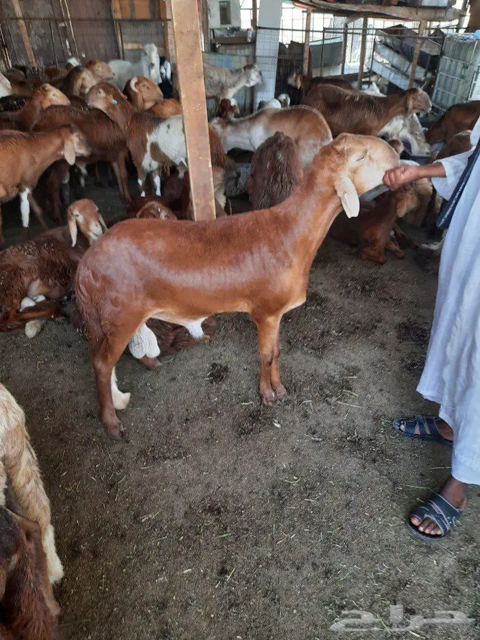 ذبائح سواكني مرابي طازج ذبح وتوصيل الرياض 5