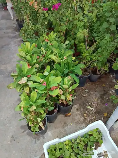 ابويوسف 1