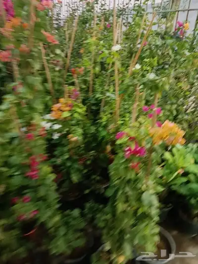 ابويوسف 2