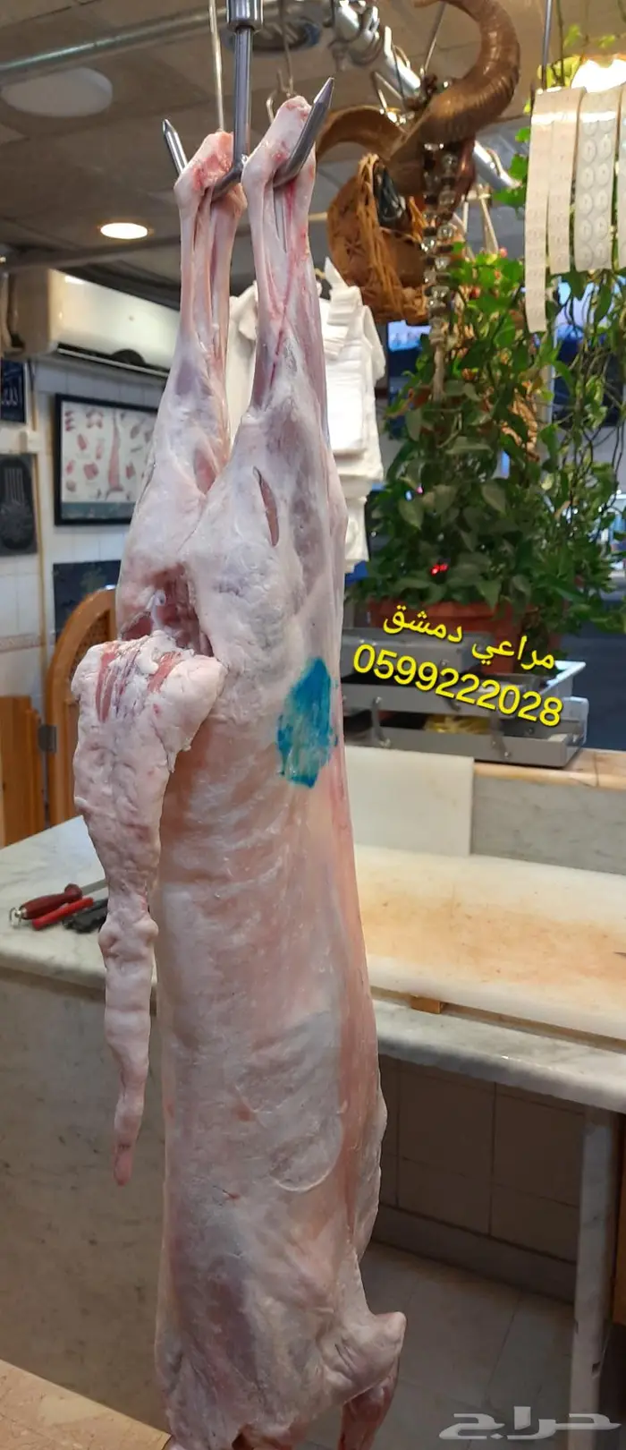 ذبائح سواكني مرابي طازج ذبح وتوصيل الرياض 8
