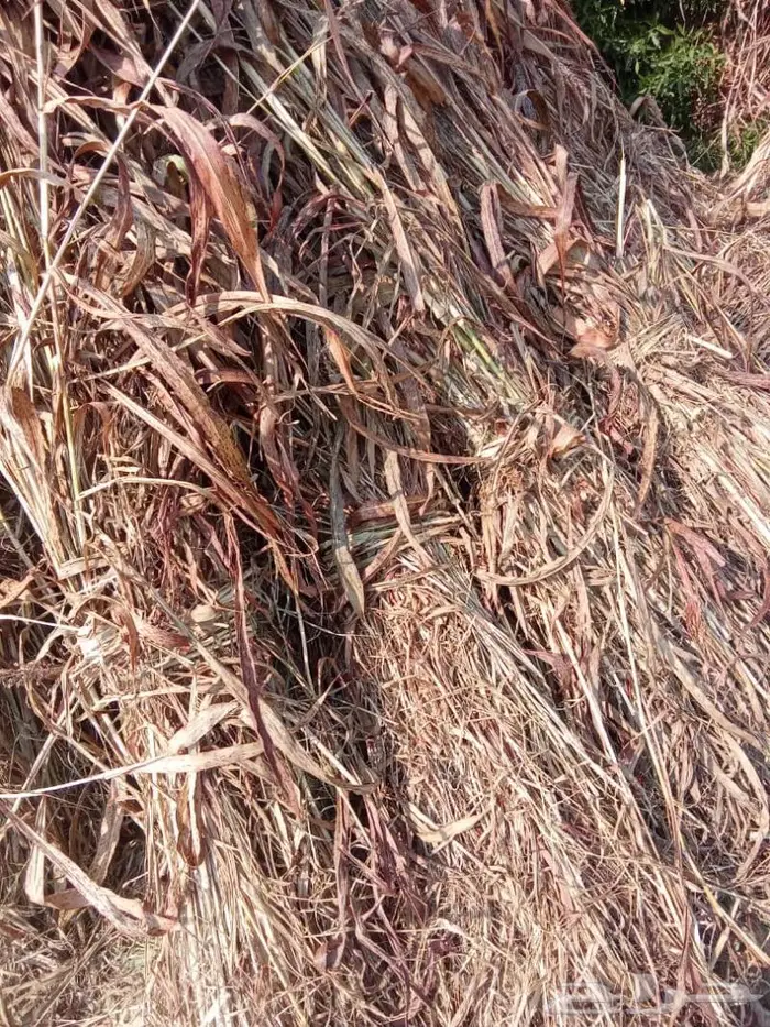 علف قصب مزرعه جديد ماشاء الله تبارك الله من ريالين ونص 4