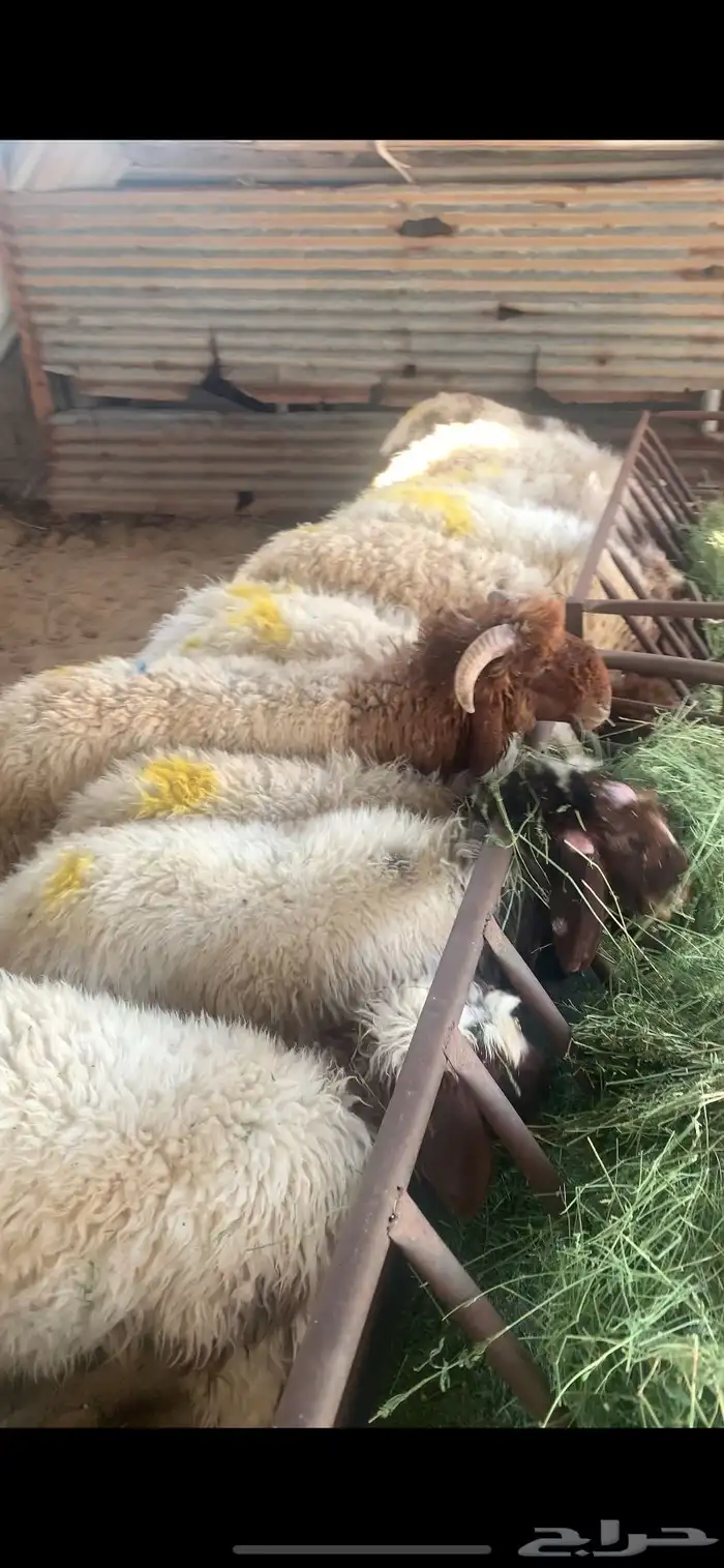ذبايح نعيم شرط 0