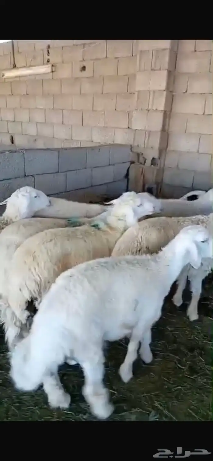 ذبايح طليان لا تنتظر الراتب مع تابي وتمارا 8