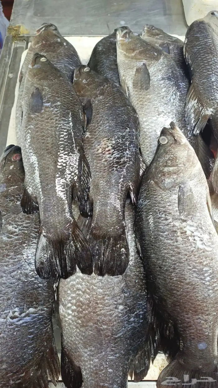 سمك طازج يومي 1