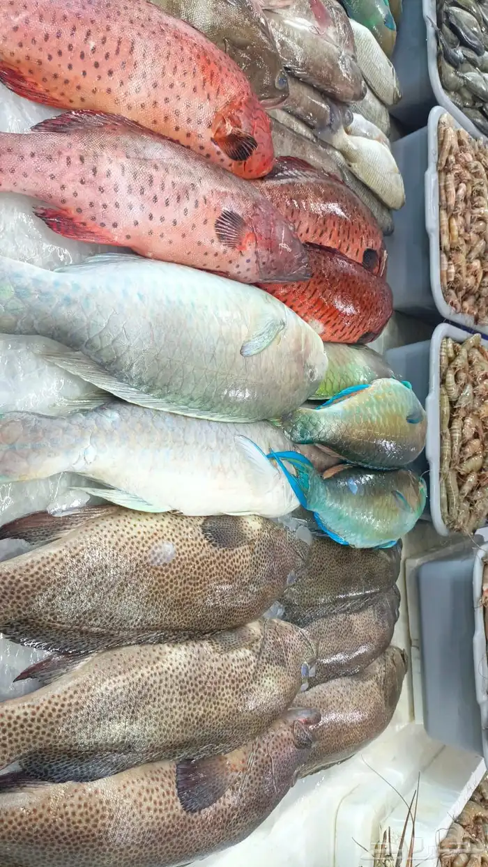 سمك طازج يومي 4