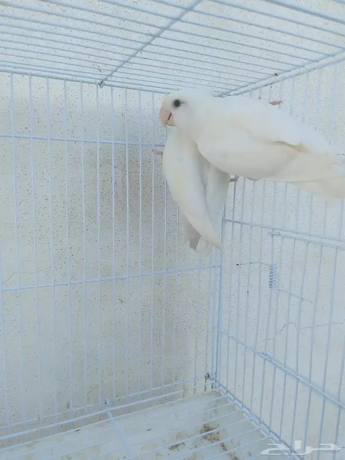 اناثي روز البينو صافيه سوبر جانبو 0