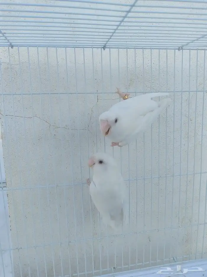 اناثي روز البينو صافيه سوبر جانبو 2