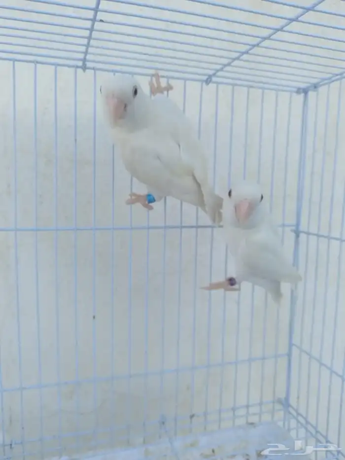 اناثي روز البينو صافيه سوبر جانبو 9