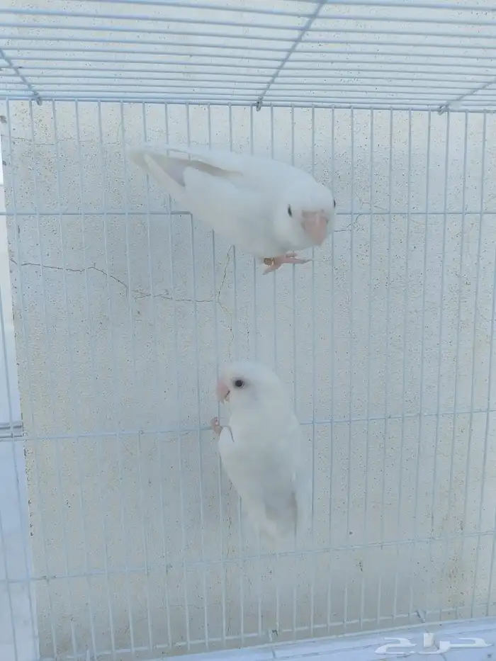 اناثي روز البينو صافيه سوبر جانبو 4