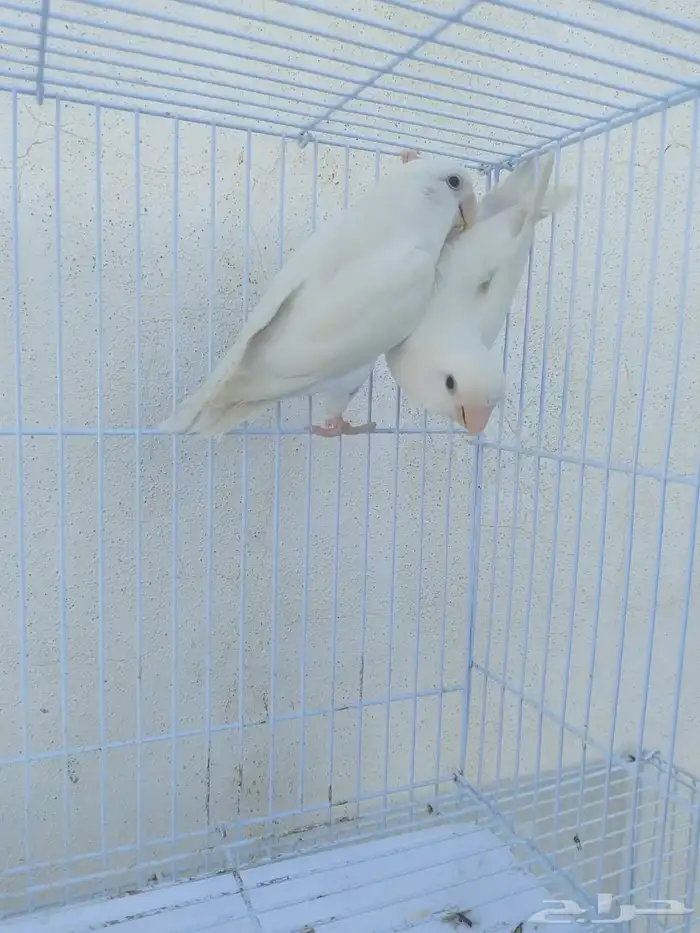 اناثي روز البينو صافيه سوبر جانبو 7