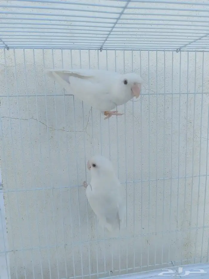 اناثي روز البينو صافيه سوبر جانبو 3